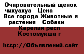 Очаровательный щенок чихуахуа › Цена ­ 40 000 - Все города Животные и растения » Собаки   . Карелия респ.,Костомукша г.